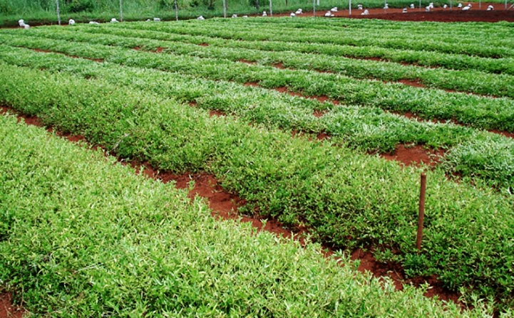 Práctica de Agroindustria en la UNA