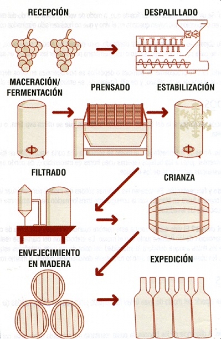 Culmina la Primera Edición del Curso de Introducción al Mundo del Vino con Cata de Variedades