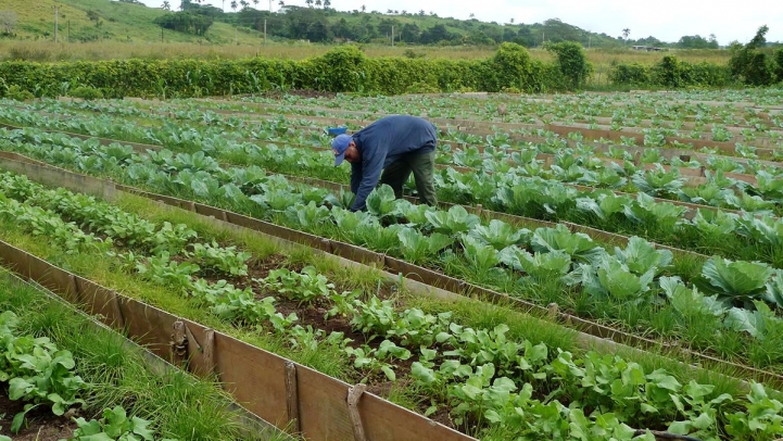 Práctica de Horticultura en el IPTA