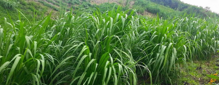 Actividad de Agronomía en la ARP