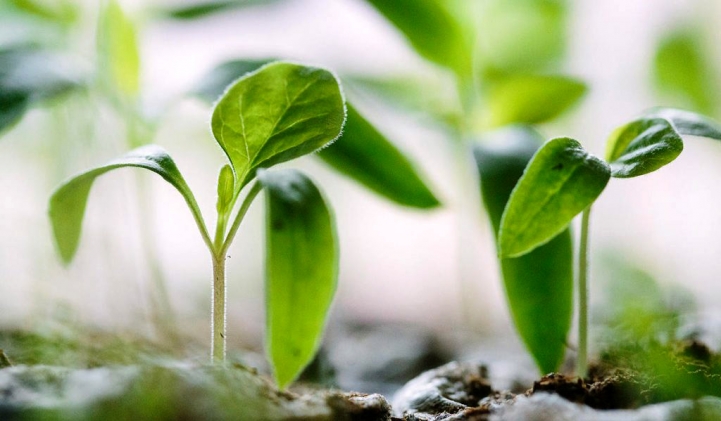 Práctica de Fisiología Vegetal en el IPTA