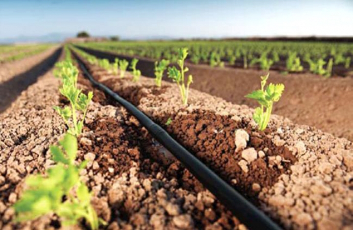 Práctica de Agronomía en Caacupé