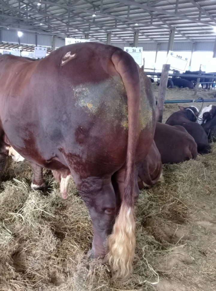 Exposición Braford del Mercosur en Corrientes