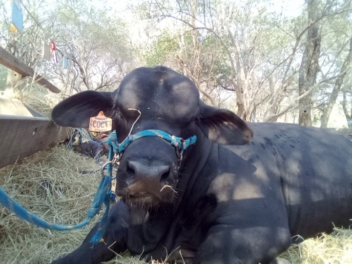 Visita a Expo Rodeo Trébol, Loma Plata, Boquerón