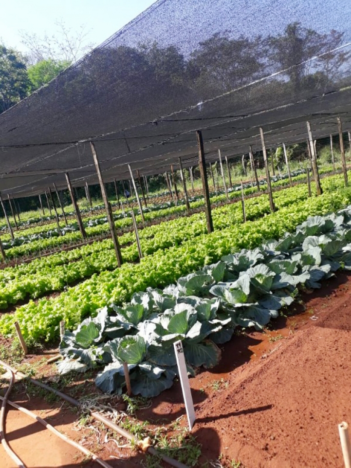 Práctica de Horticultura en Caacupé