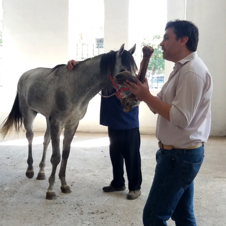 Práctica en Hospital Veterinario Equino 