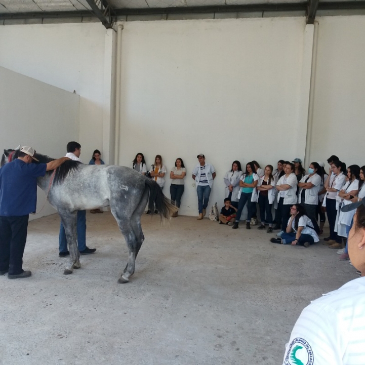 Práctica en Hospital Veterinario Equino 