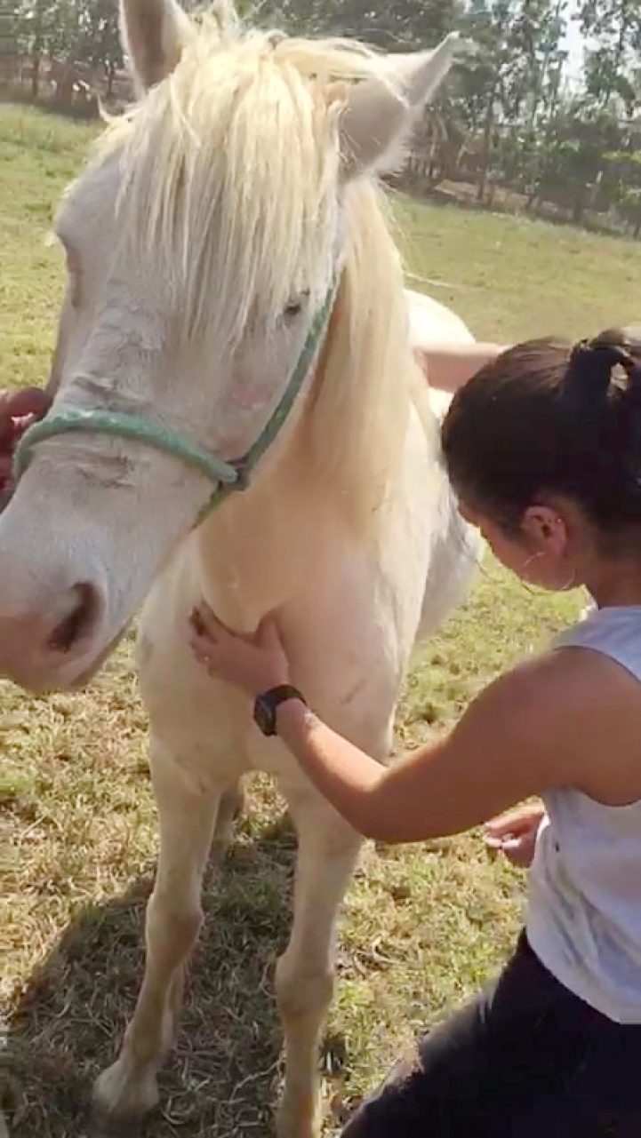 Actividad de Veterinaria en Limpio