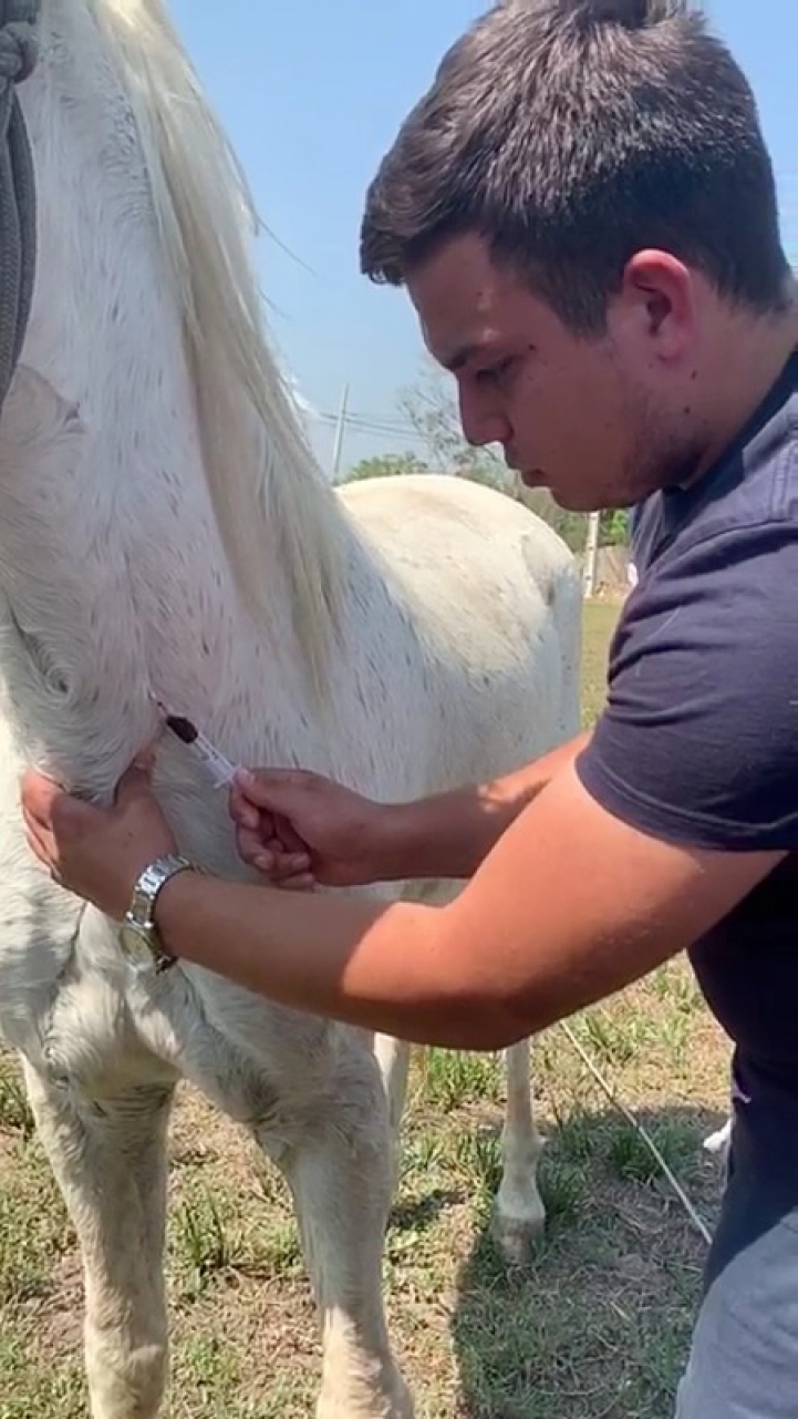 Actividad de Veterinaria en Limpio