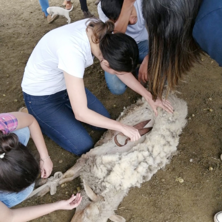 Visita a Establecimiento Ganadero Villa Hayes