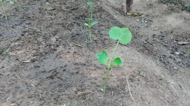 Actividad de Extensión en Ñemby