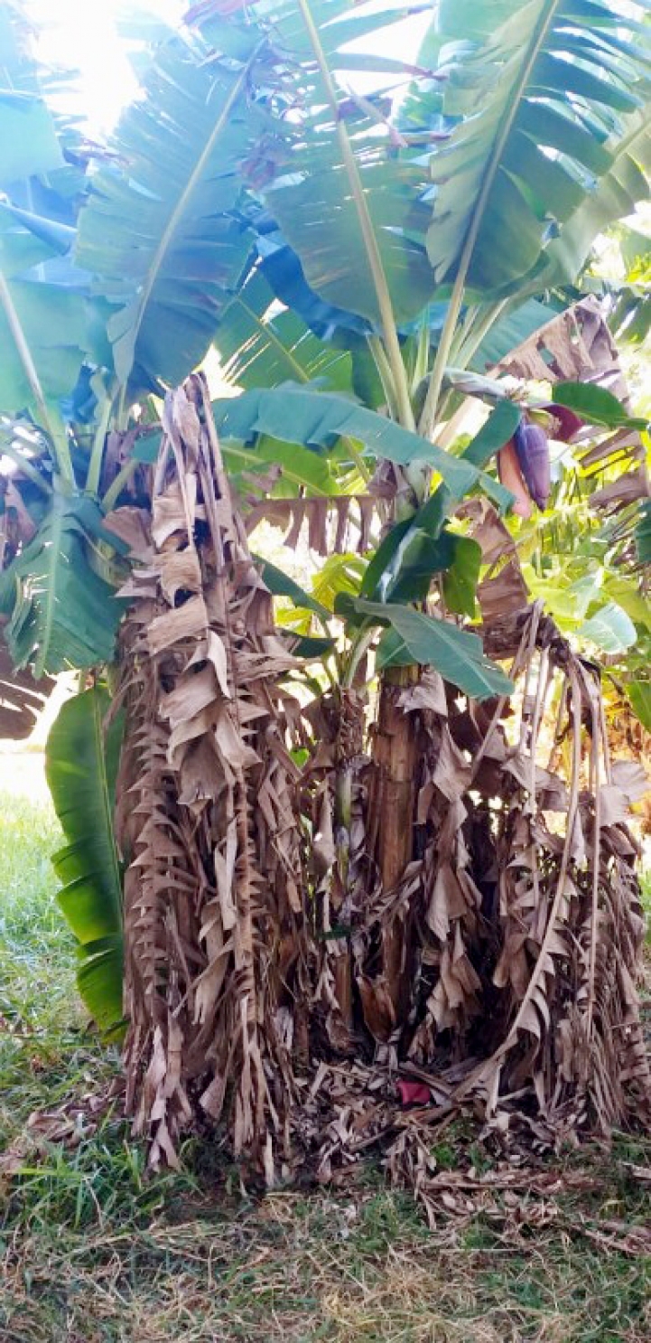 Práctica de Fruticultura en San Lorenzo