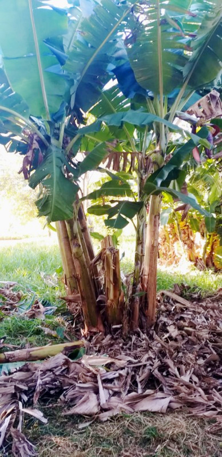 Práctica de Fruticultura en San Lorenzo