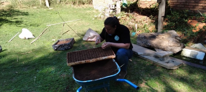 Carga en bandeja germinativa de semillas de lechuga, acelga y remolacha.