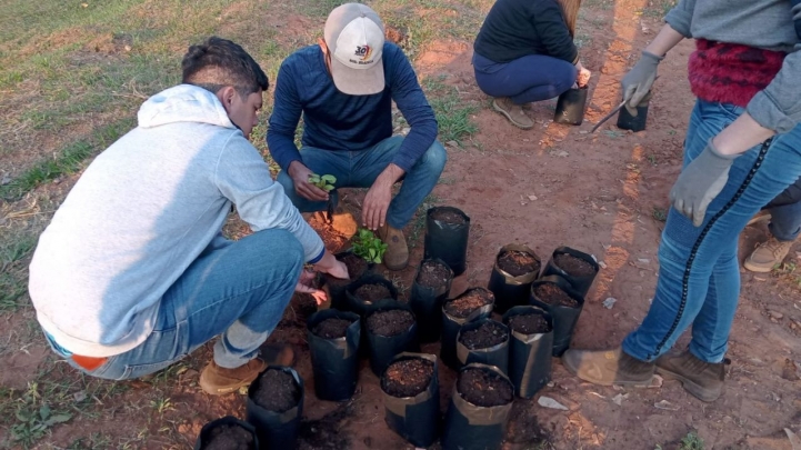 Trasplante de yerba mate