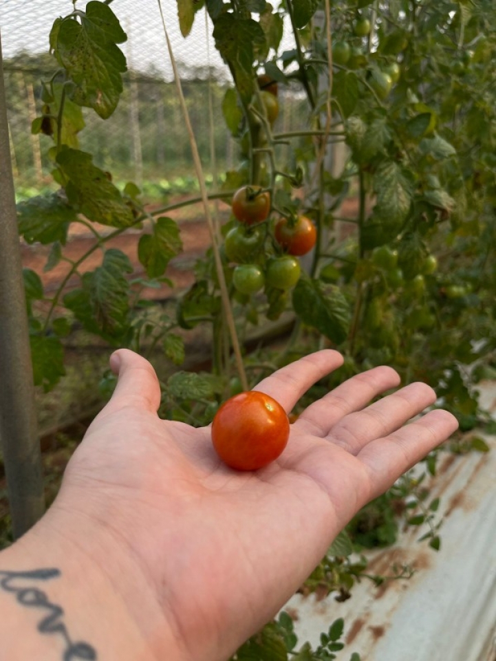 Identificación de especies hortícolas 