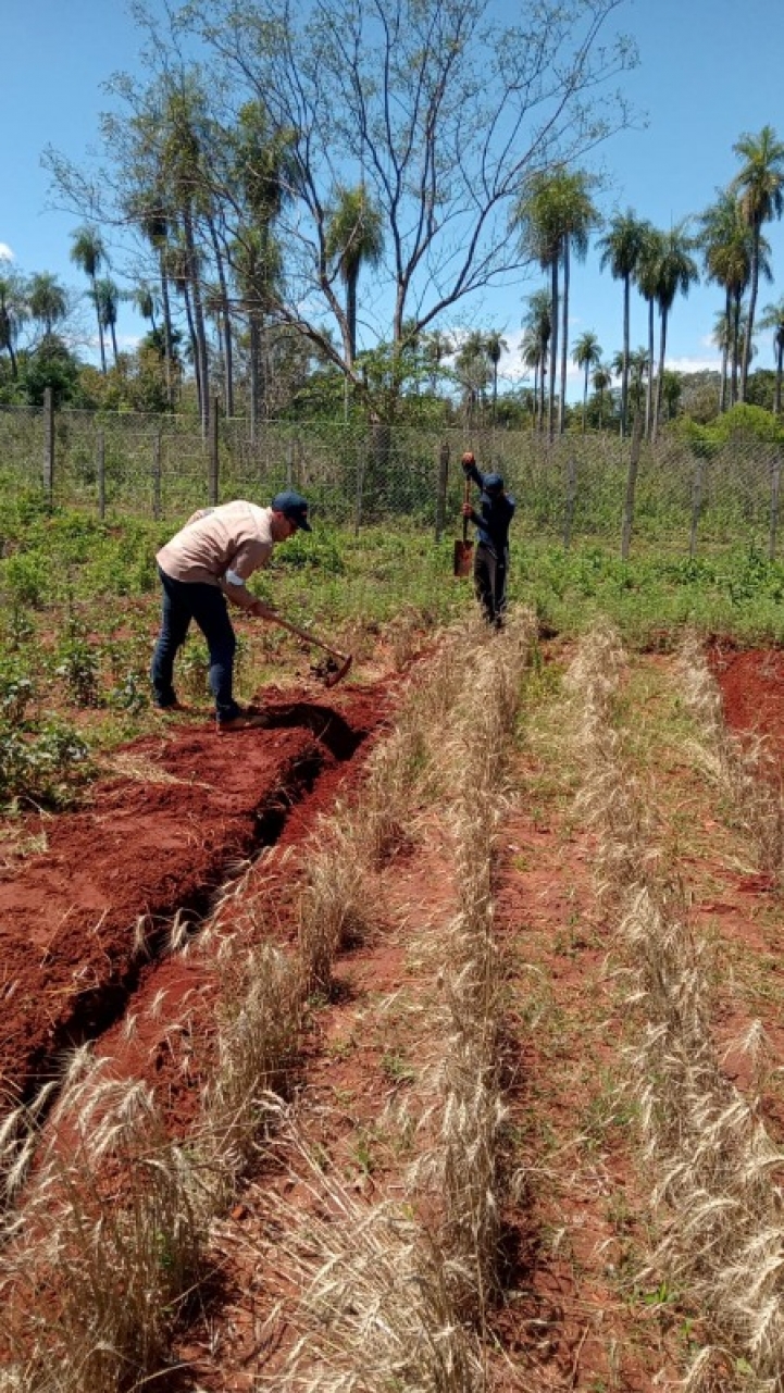 Técnicas de plantación