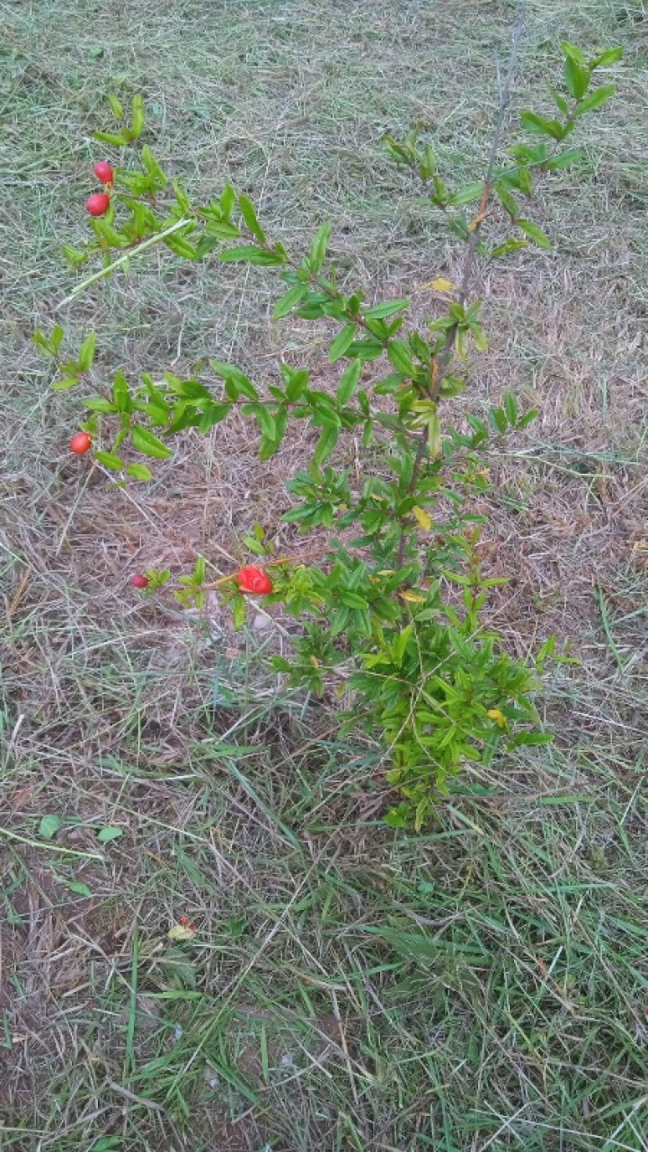 Desarrollo de la materia de Fruticultura