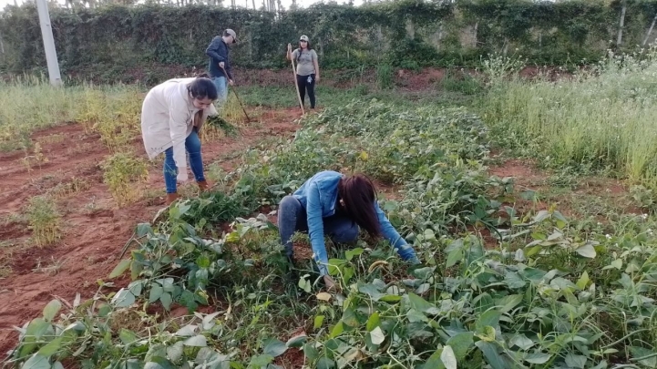 Acondicionamiento de parcelas