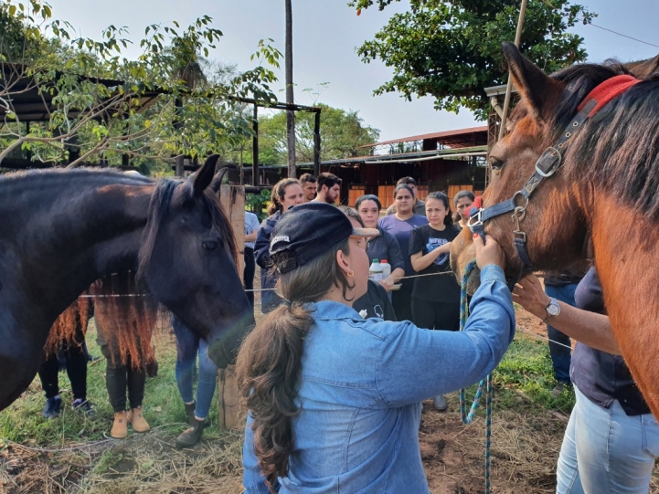 Haras Castanholas, Luque