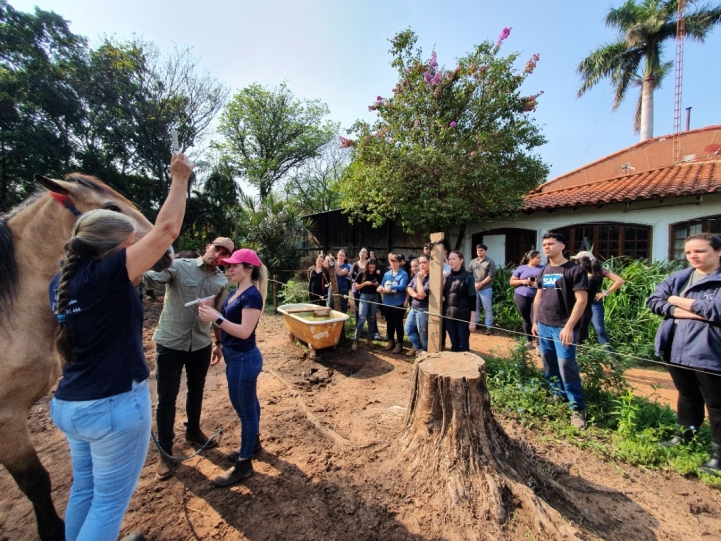 Haras Castanholas, Luque