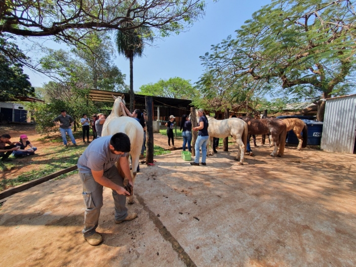 Haras Castanholas, Luque