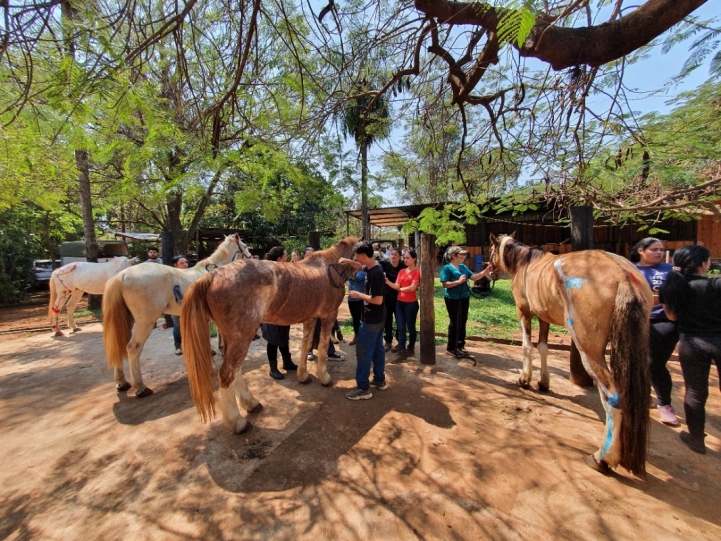 Haras Castanholas, Luque