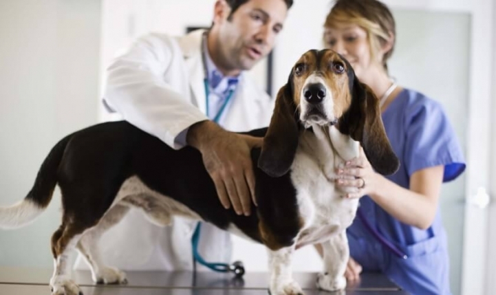 Por qué estudiar Veterinaria en Columbia