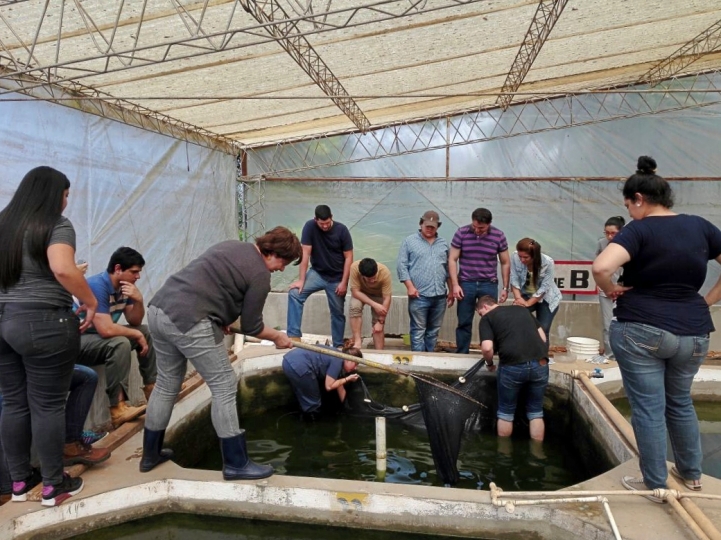 Producción Piscícola Mediante Transferencia de Conocimientos a Estudiantes de Veterinaria