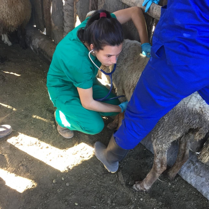 Actividad Práctica con Rumiantes